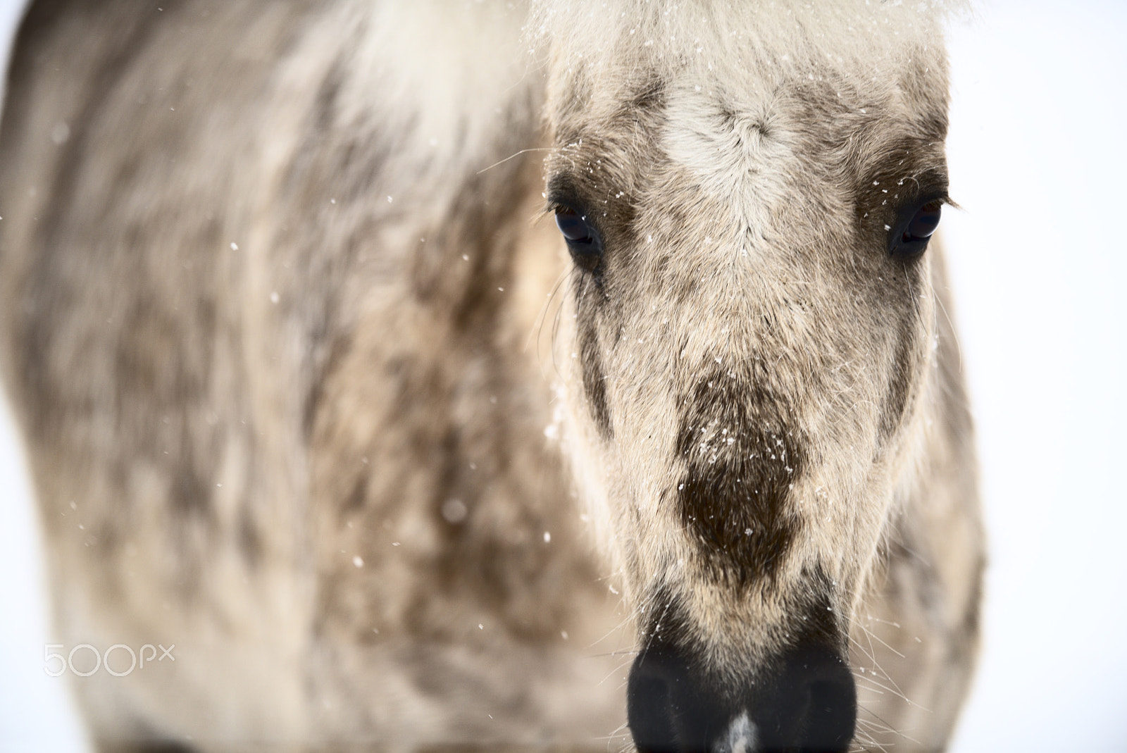 Nikon AF-S Nikkor 400mm F2.8D ED-IF II sample photo. Horse portrait #3 photography