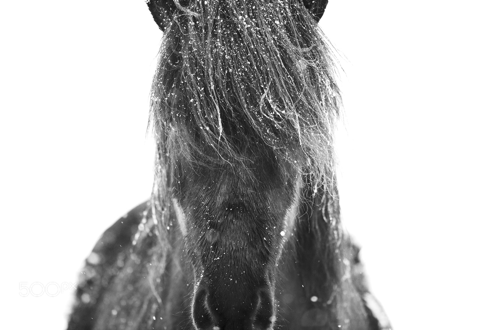 Nikon D810 sample photo. Horse portrait #1 photography