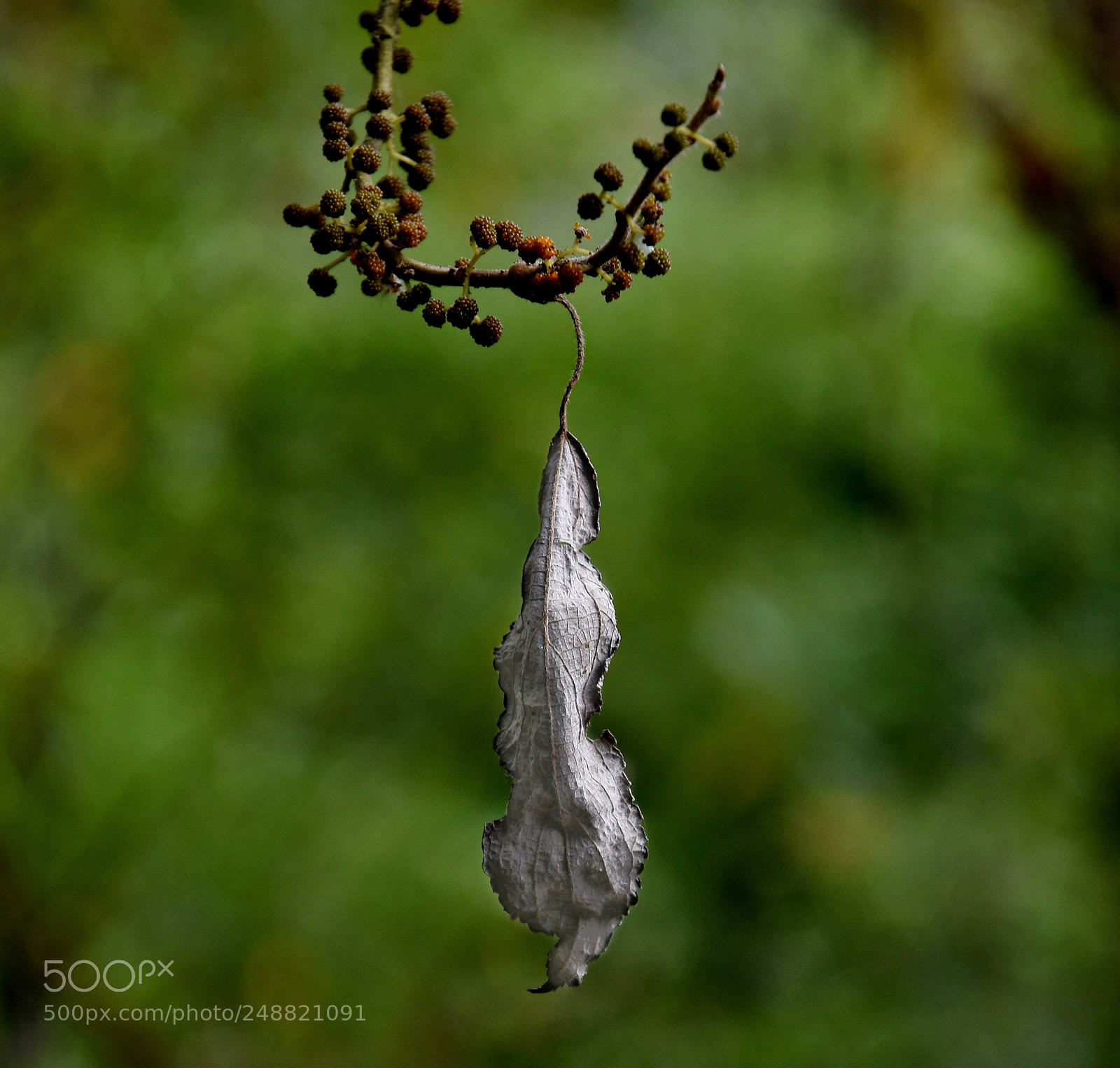Nikon D7200 sample photo. Just hanging on photography