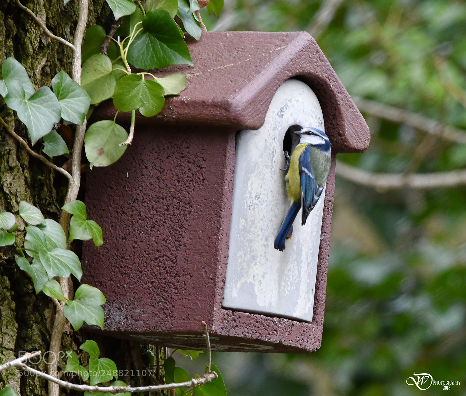 Nikon D500 sample photo. At home photography