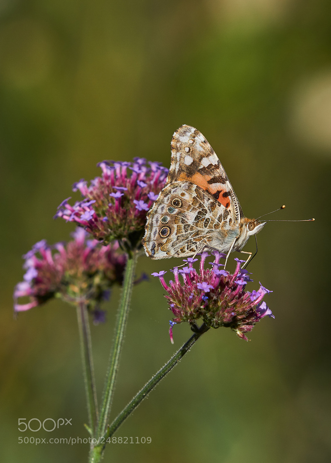 Sony a6000 sample photo. Painted lady photography