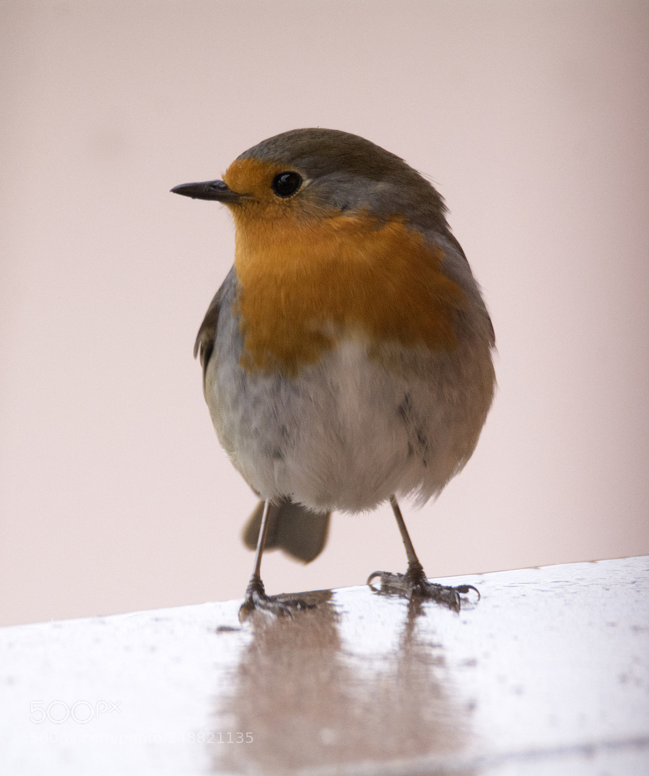 Nikon D7100 sample photo. Robin two photography