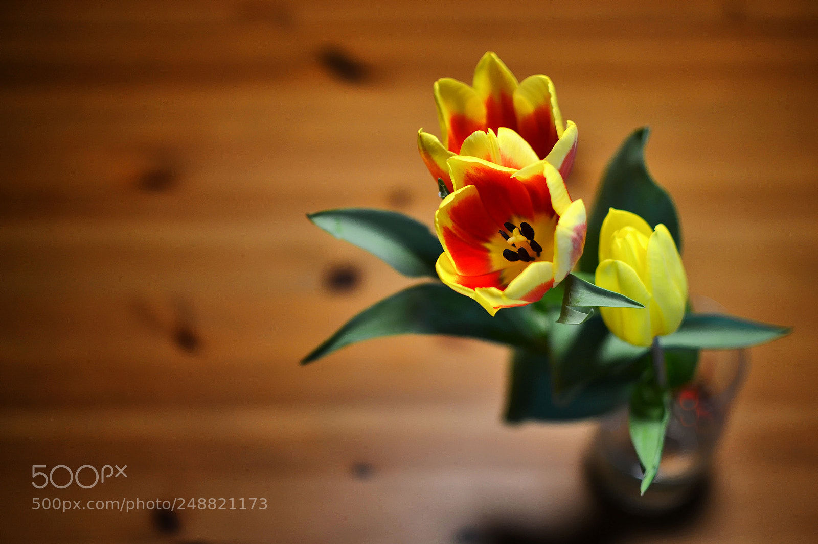 Nikon D3100 sample photo. Tulipány photography