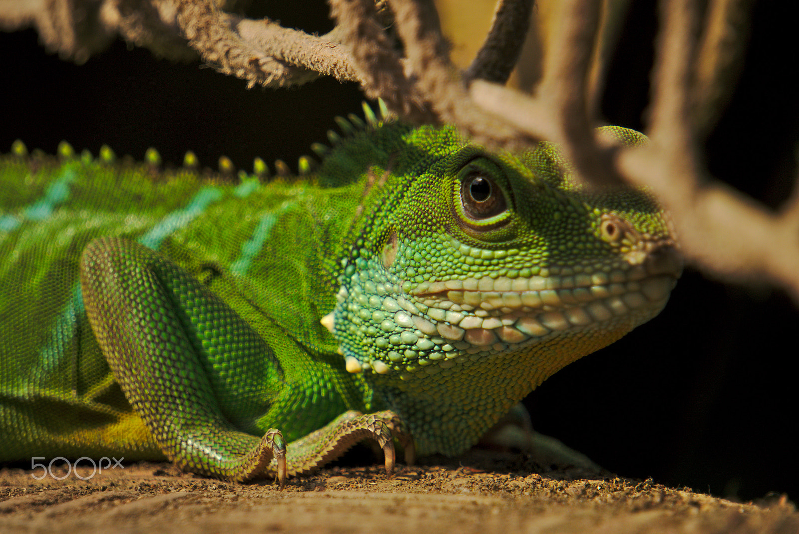 Sony E 55-210mm F4.5-6.3 OSS sample photo. Lizard in leipziger zoo photography