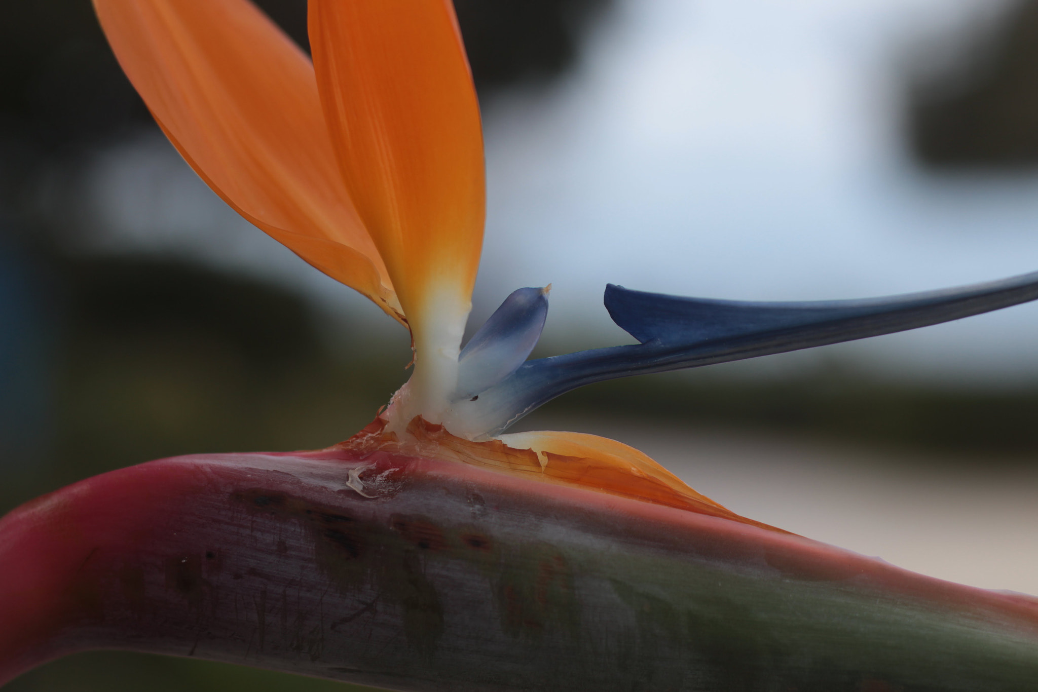 Canon EOS 700D (EOS Rebel T5i / EOS Kiss X7i) + Canon EF 50mm F1.8 II sample photo. Flower fly photography