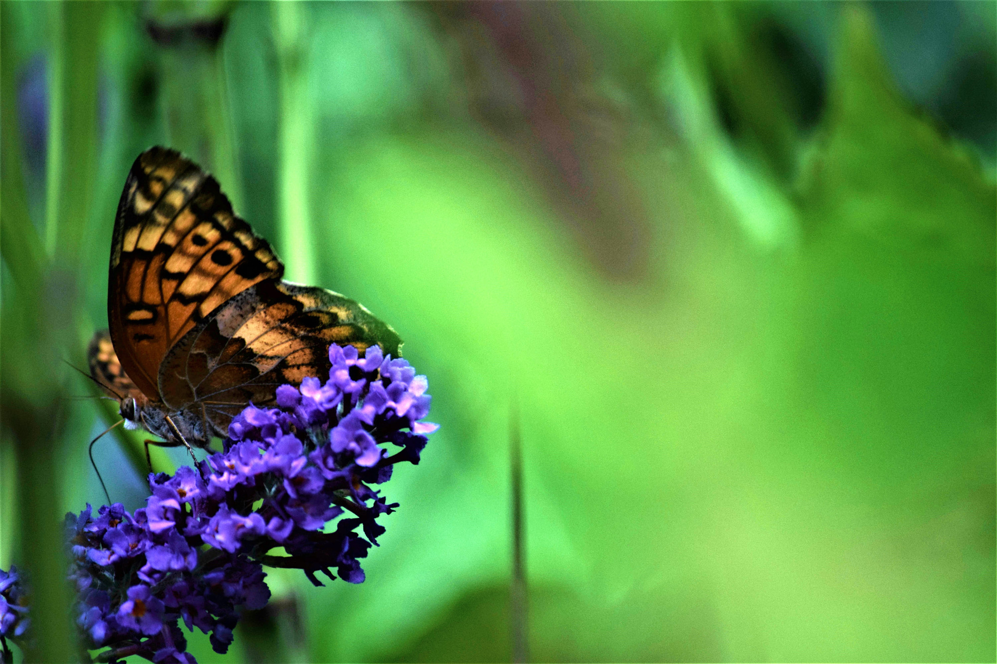 Nikon D3300 sample photo. "i have dreamt..." photography