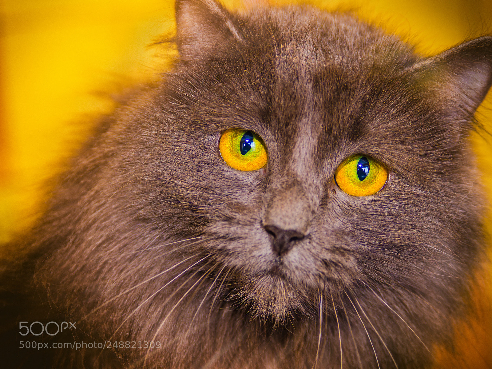 Nikon D7000 sample photo. Portrait of a kitty photography