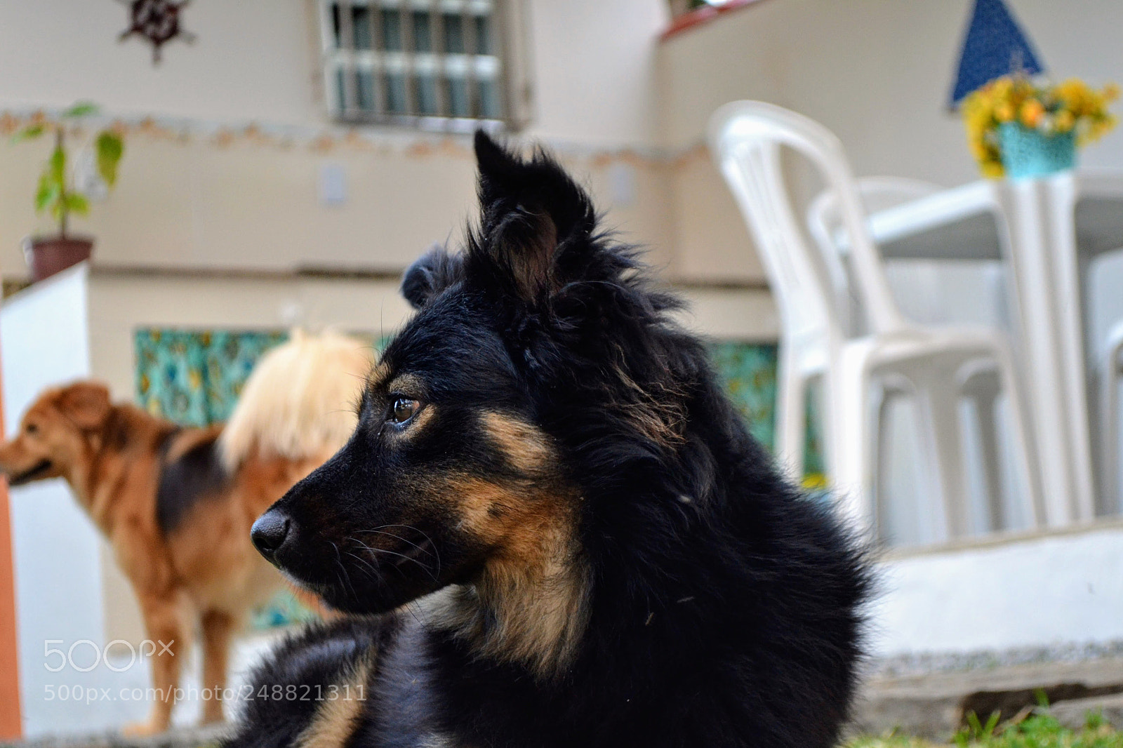 Nikon D3100 sample photo. Vira-lata photography