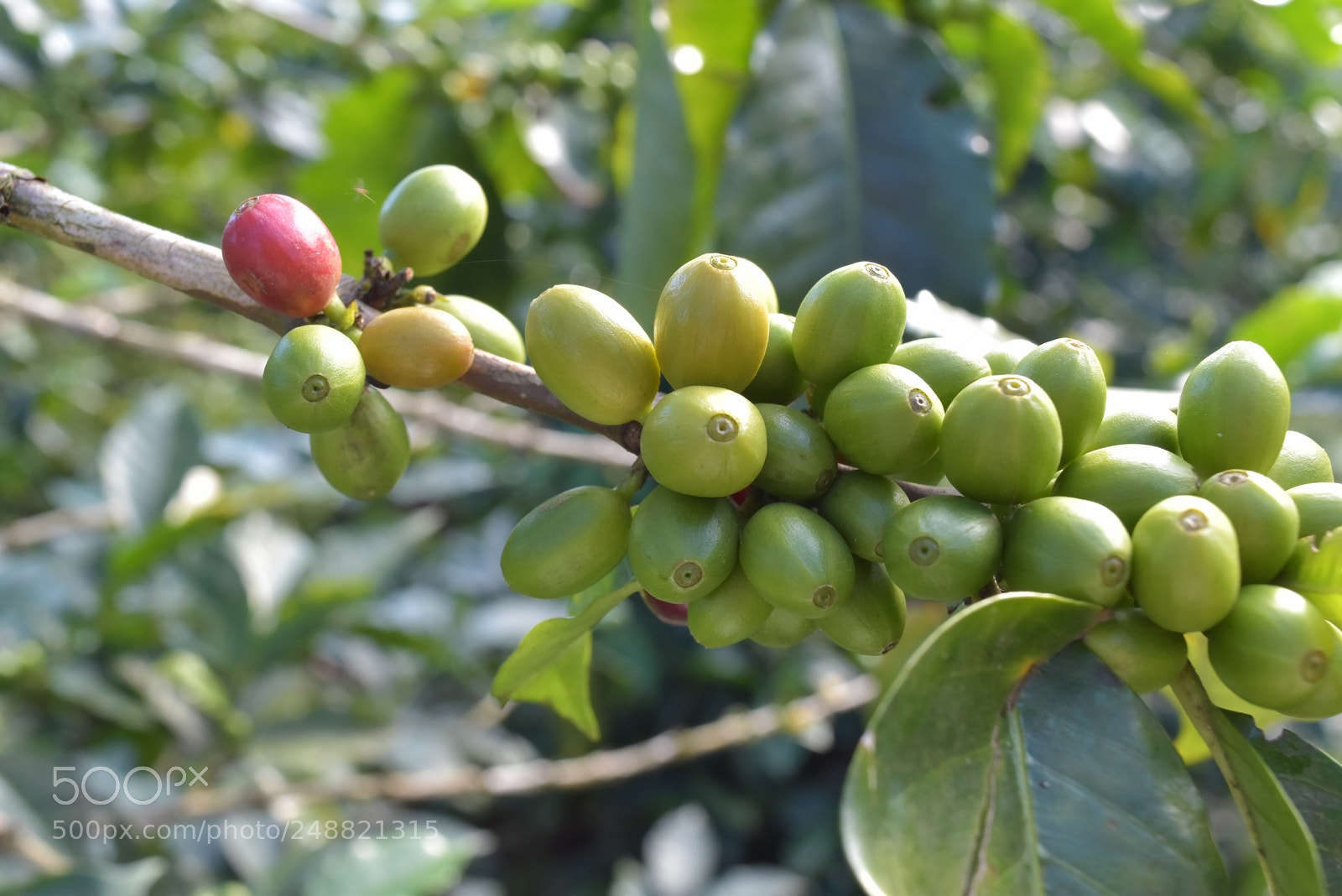 Nikon D5500 sample photo. Municipio de n taga photography