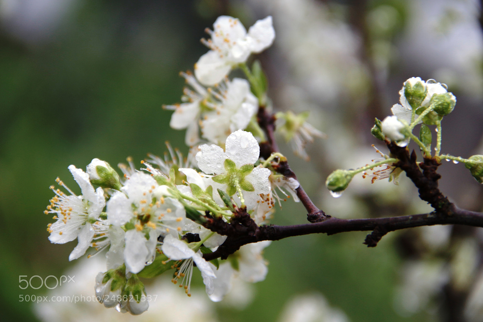 Canon EOS 700D (EOS Rebel T5i / EOS Kiss X7i) sample photo. Whity photography