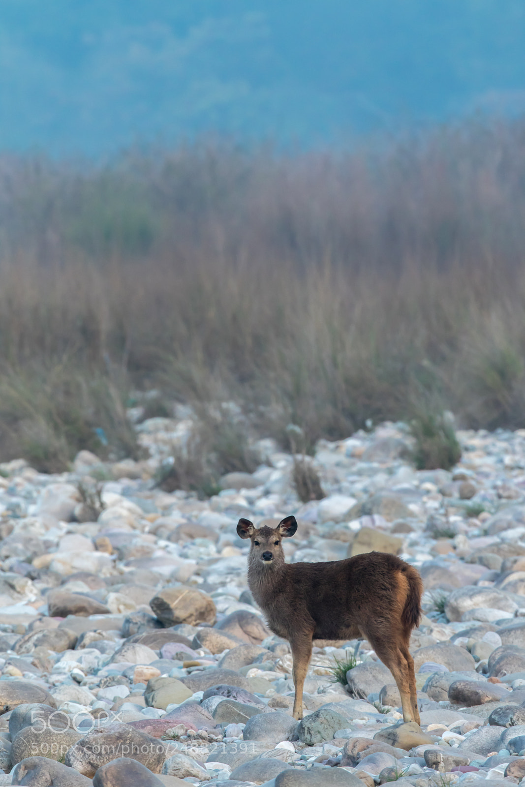 Canon EOS 7D Mark II sample photo. Sambar deer fawn photography