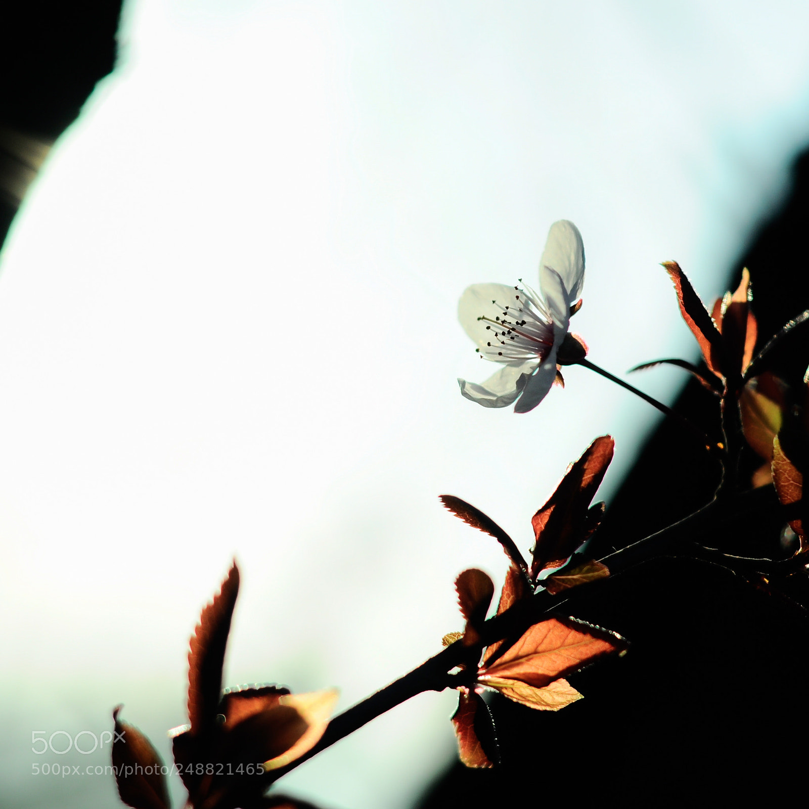 Nikon D90 sample photo. Untitled photography