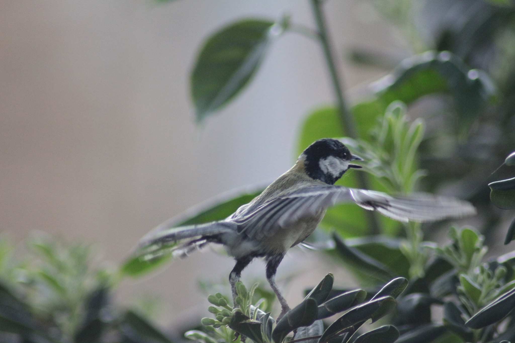 Canon EOS 700D (EOS Rebel T5i / EOS Kiss X7i) sample photo. Parus major photography