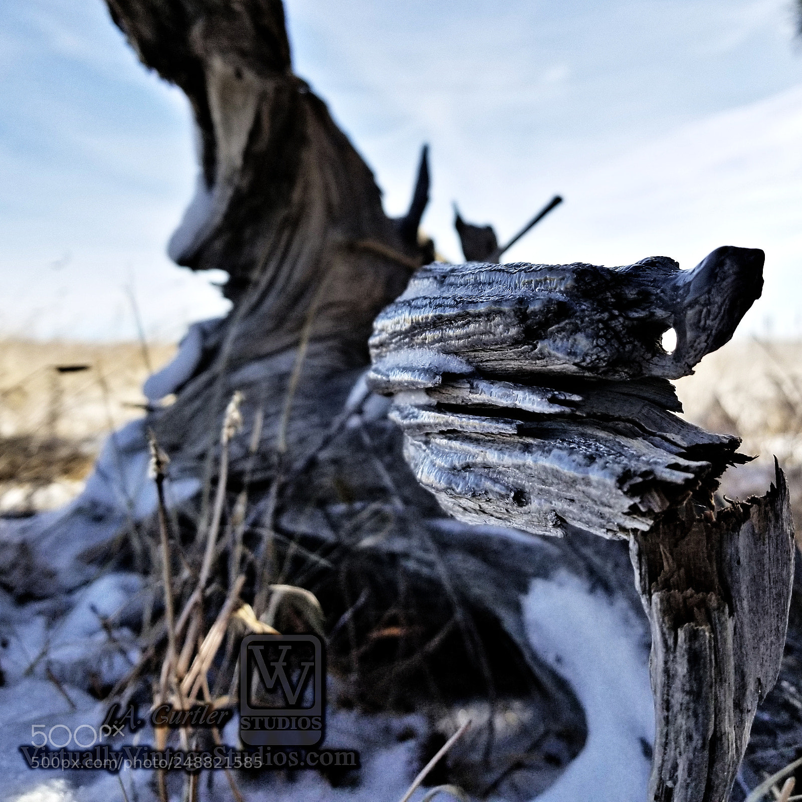 Samsung Galaxy S8 sample photo. The stump photography