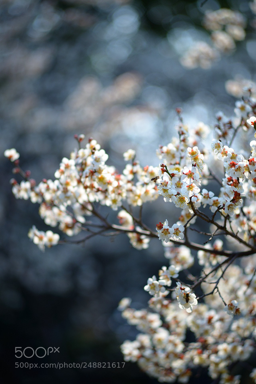 Nikon D600 sample photo. The blooming wintersweet flowers photography