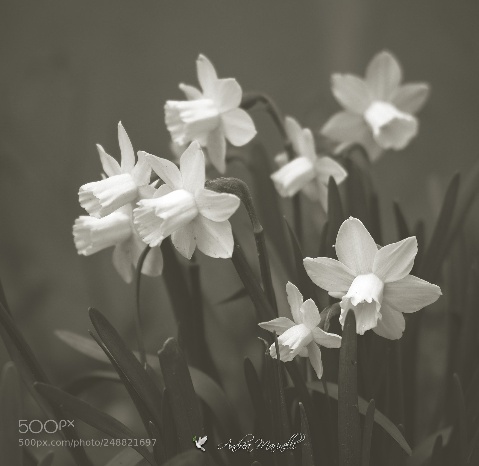Fujifilm X-E2 sample photo. Narcissus photography