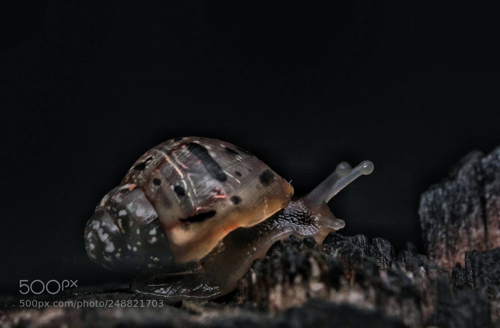 Canon EOS 1100D (EOS Rebel T3 / EOS Kiss X50) sample photo. Snail photography