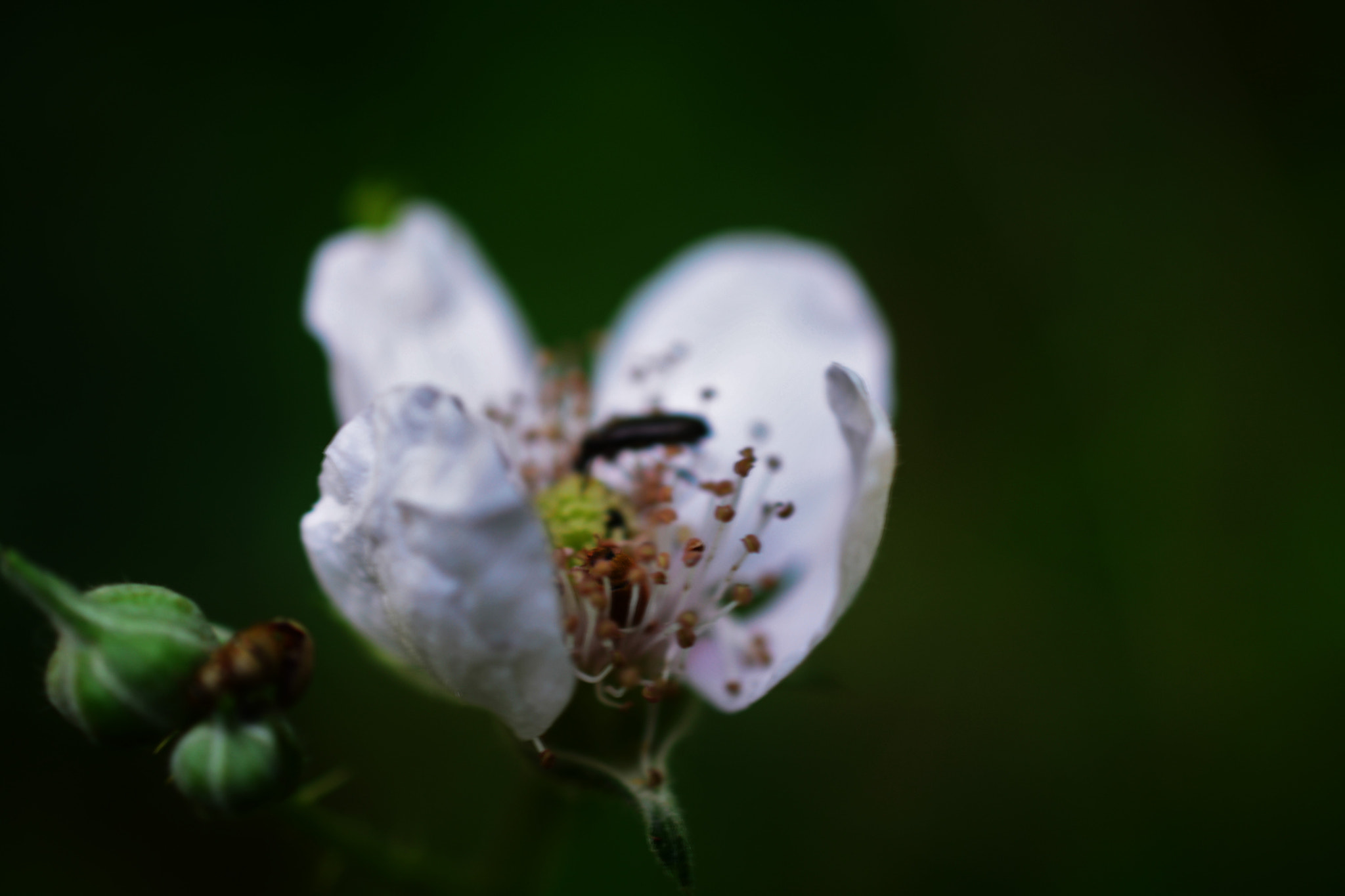 Nikon D5200 + Nikon AF-S DX Micro Nikkor 40mm F2.8 sample photo. Blüte mit insekt photography