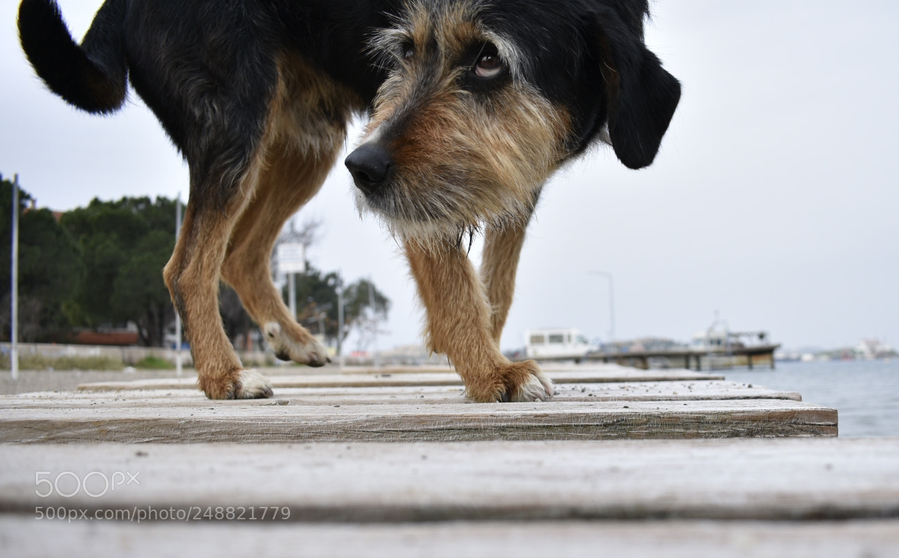 Nikon D3400 sample photo. Untitled photography