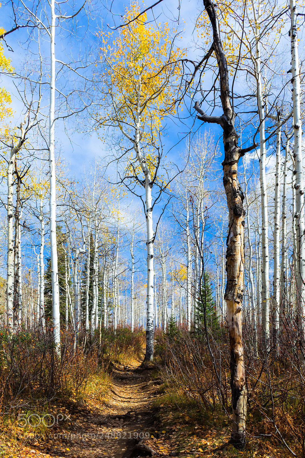 Canon EOS 80D sample photo. Family of aspen photography