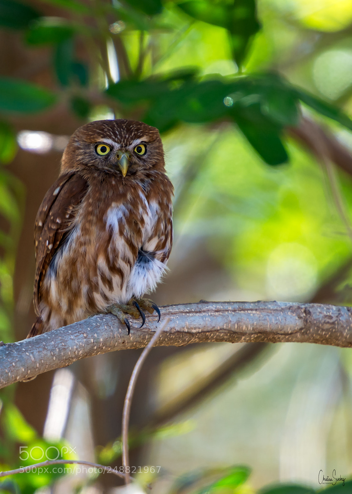Nikon D4 sample photo. Ferruginous pygmy-owl photography