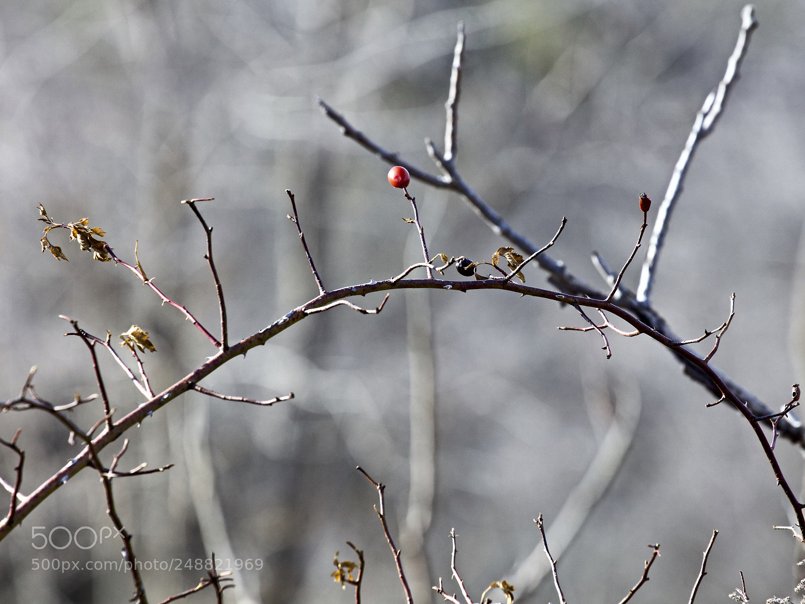 Canon EOS 5DS R sample photo. Simple moment on a photography