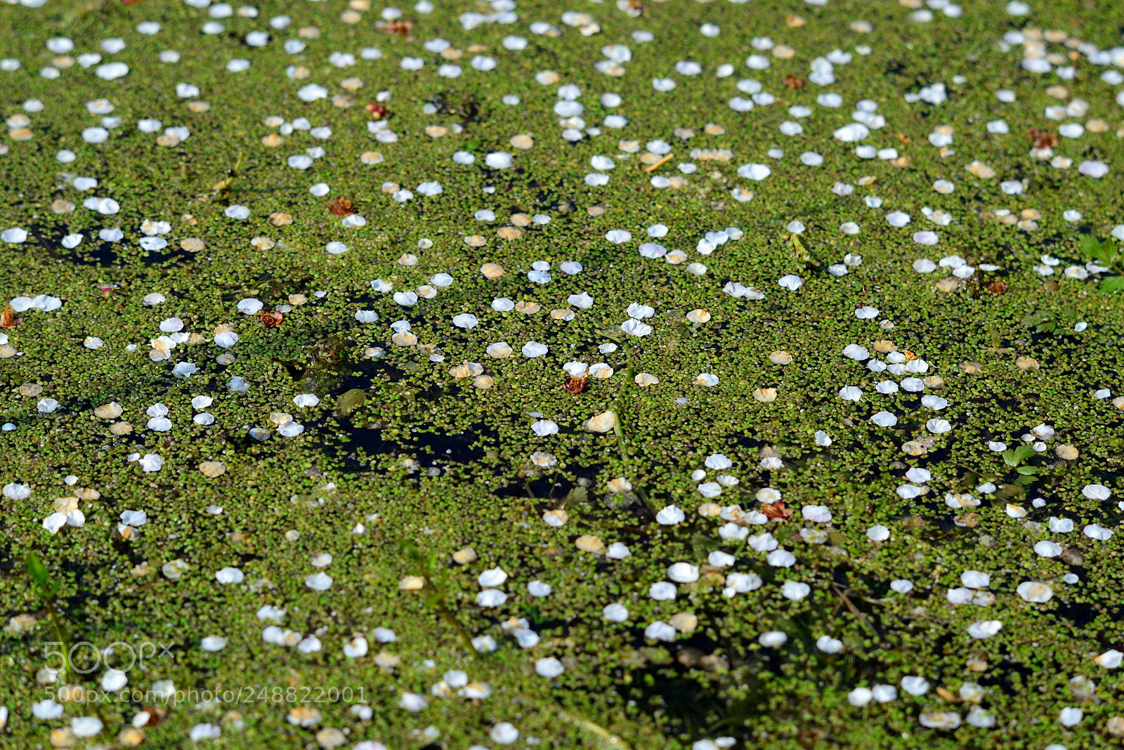 Nikon D600 sample photo. Fallen flowers in the photography