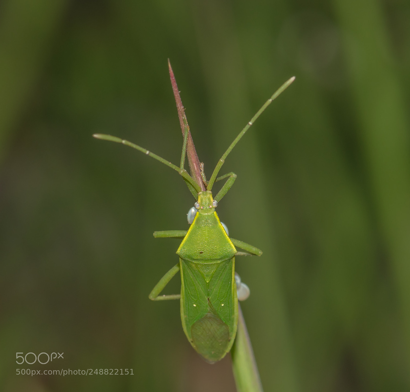 Nikon D5500 sample photo. Close up green insects photography