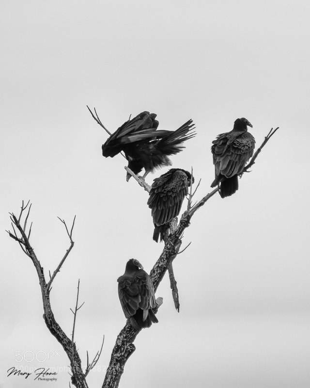 Nikon D500 sample photo. Buzzards photography