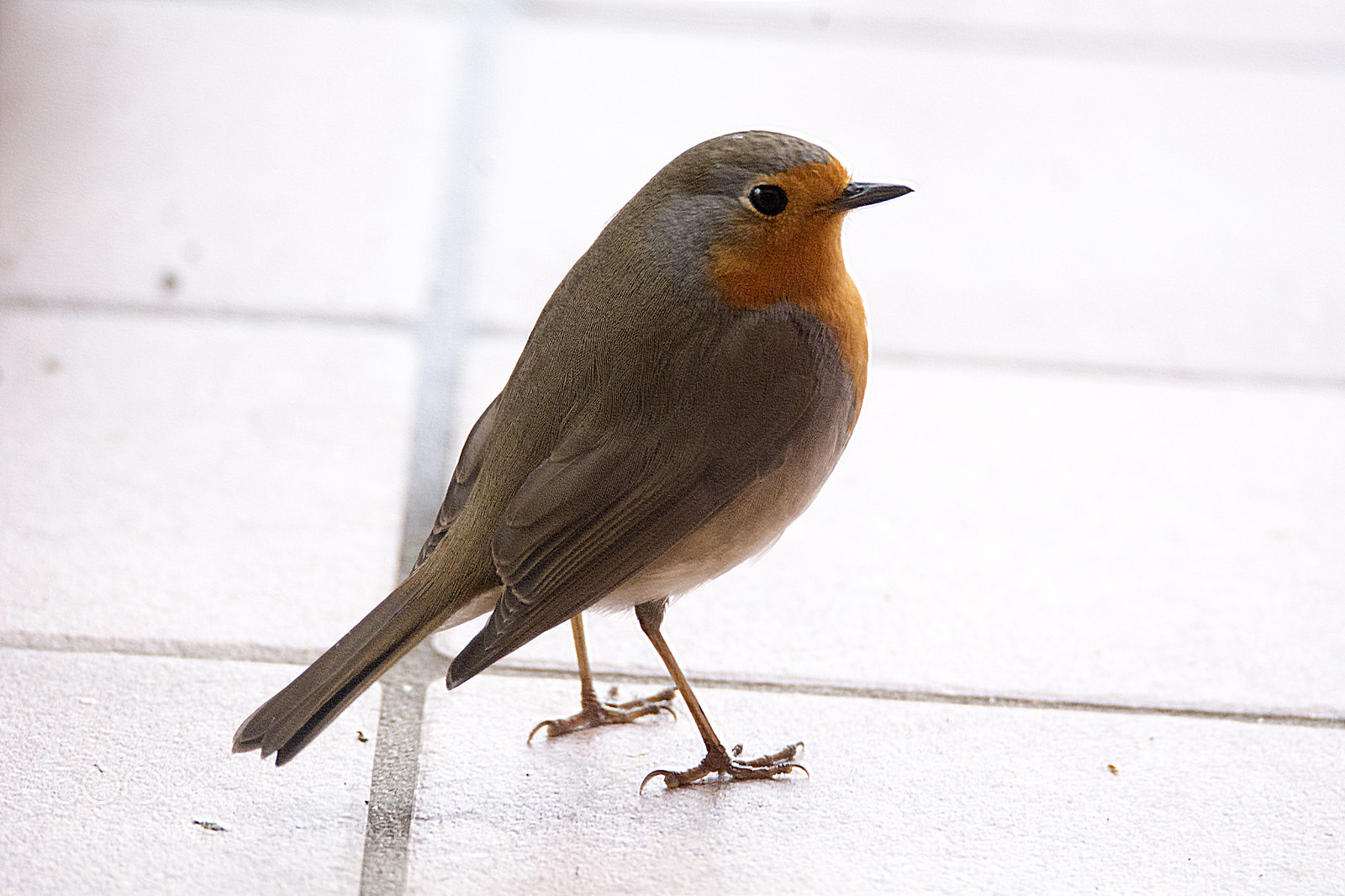 Nikon D7100 sample photo. Robin three photography