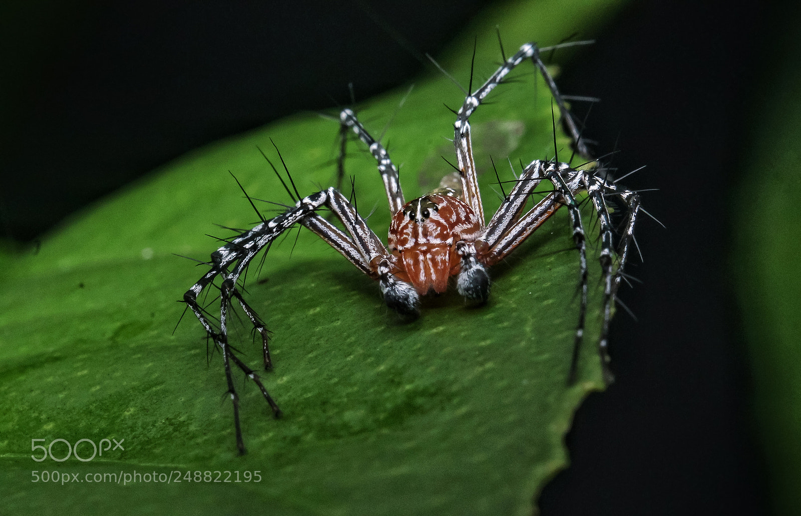 Canon EOS 1100D (EOS Rebel T3 / EOS Kiss X50) sample photo. Jumping spider photography