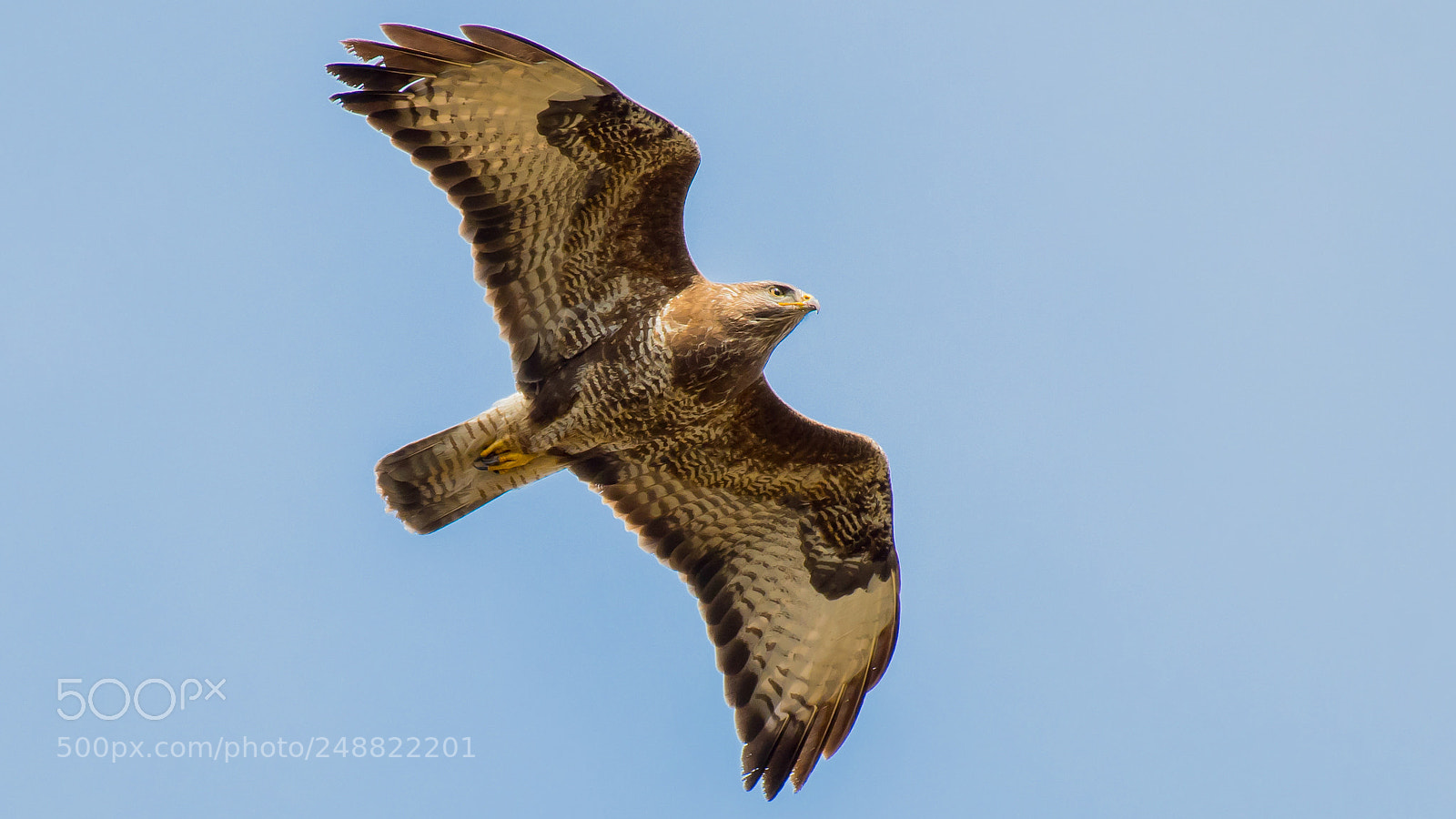 Nikon D500 sample photo. Buizerd 2 photography