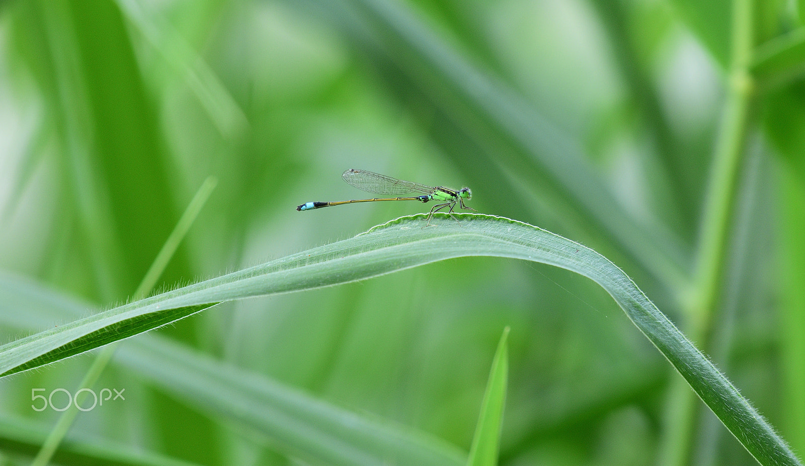 Nikon AF-S Nikkor 200-500mm F5.6E ED VR sample photo. Slender & tender photography