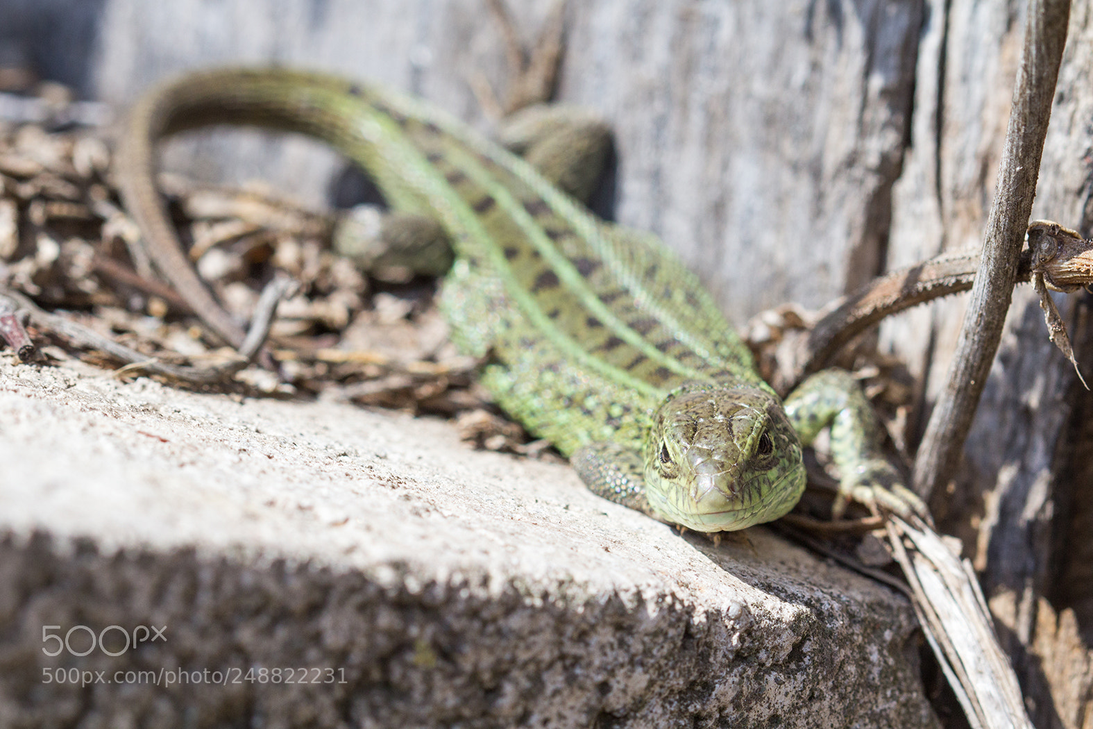 Canon EOS 600D (Rebel EOS T3i / EOS Kiss X5) sample photo. Under the sun photography