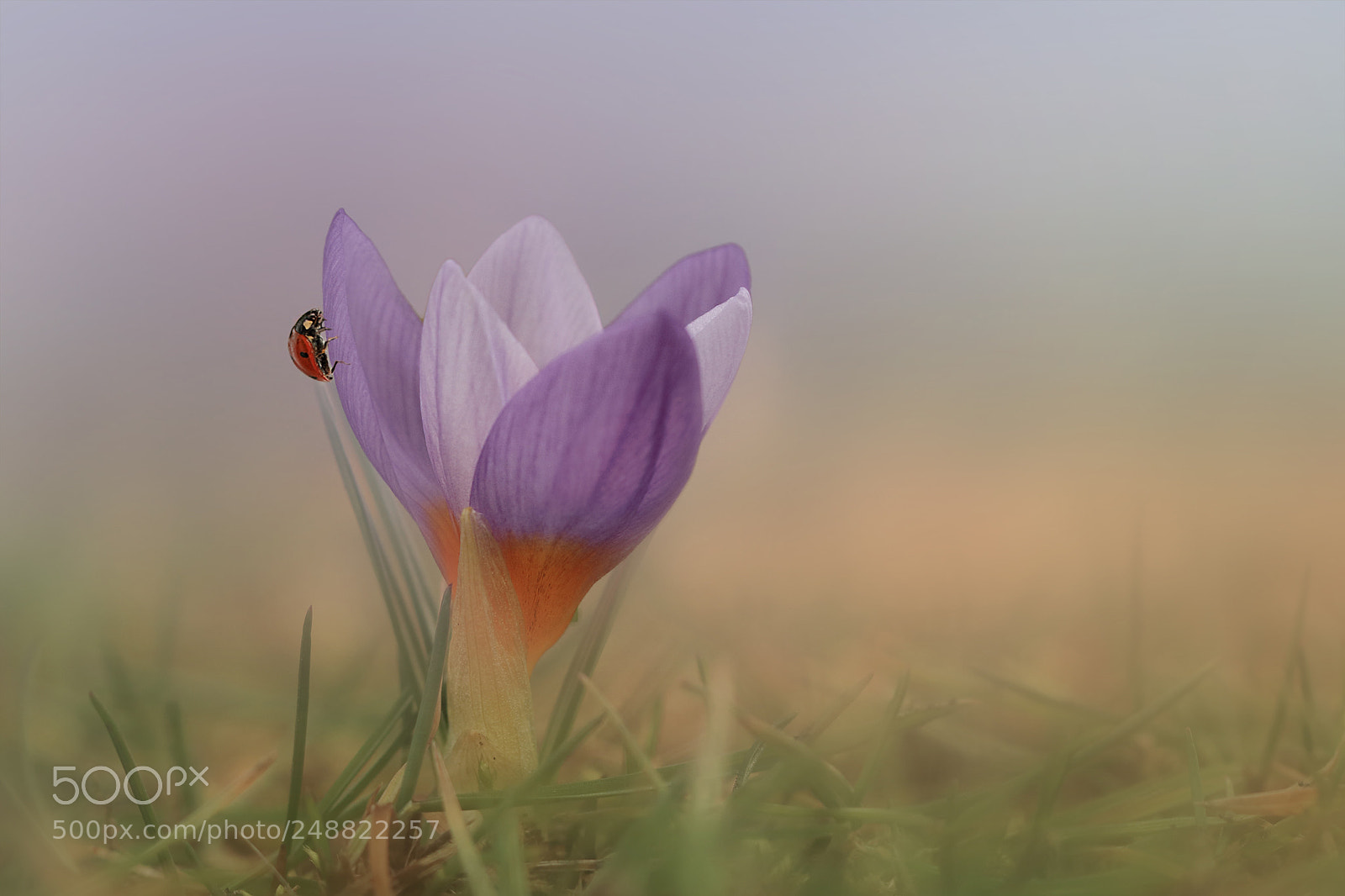 Canon EOS 80D sample photo. Spring photography