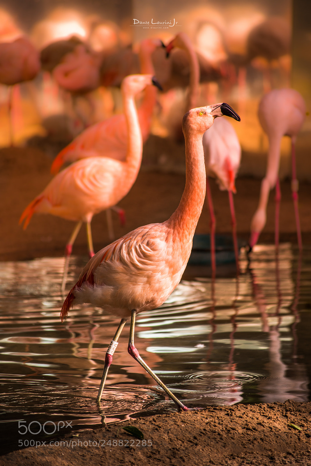 Nikon D800 sample photo. Flamingos photography