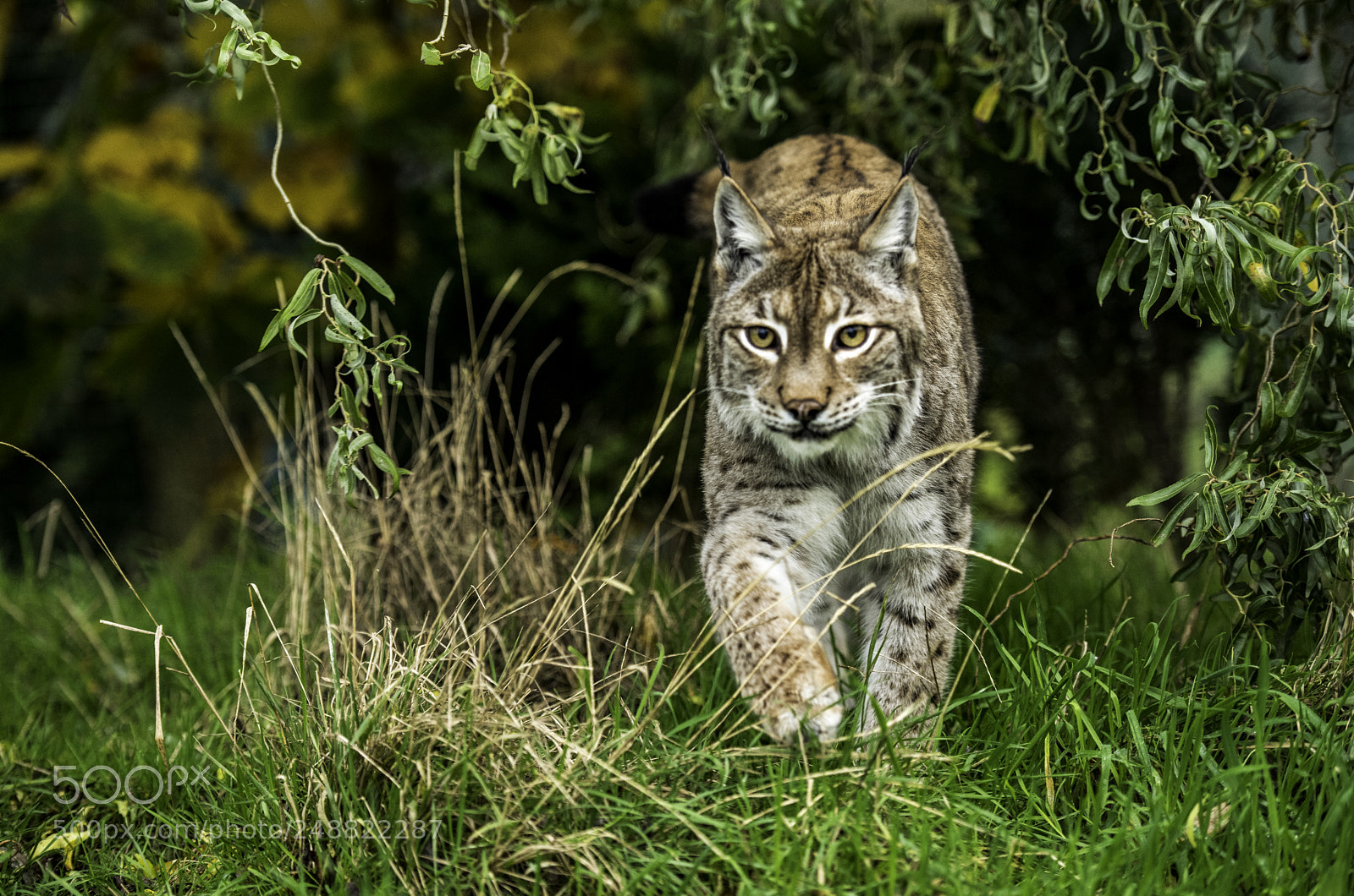 Nikon D810 sample photo. Eurasian lynx photography