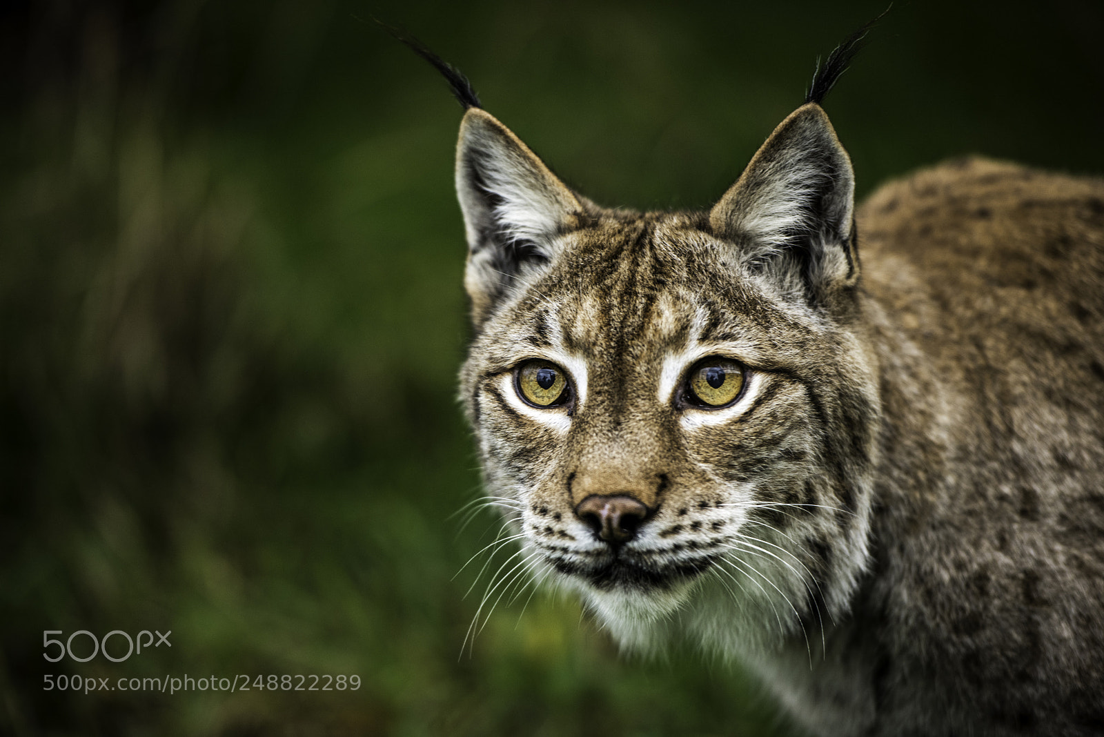 Nikon D810 sample photo. Eurasian lynx photography