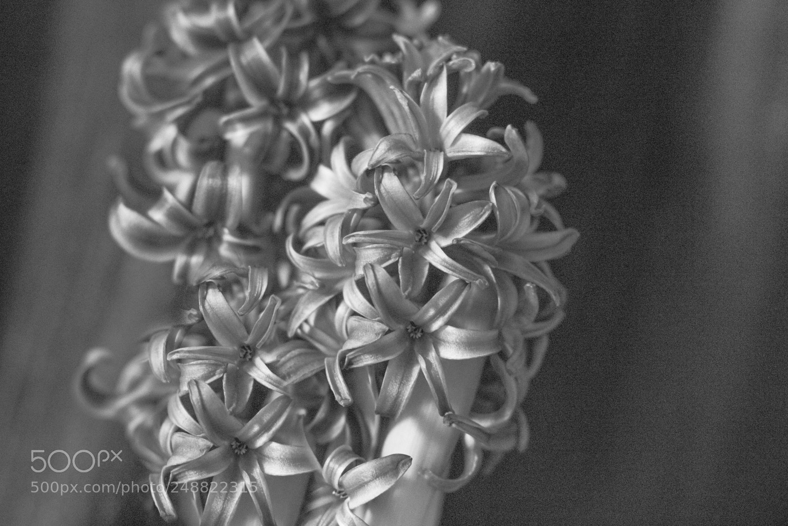 Canon EOS 7D Mark II sample photo. Flower zumbul photography