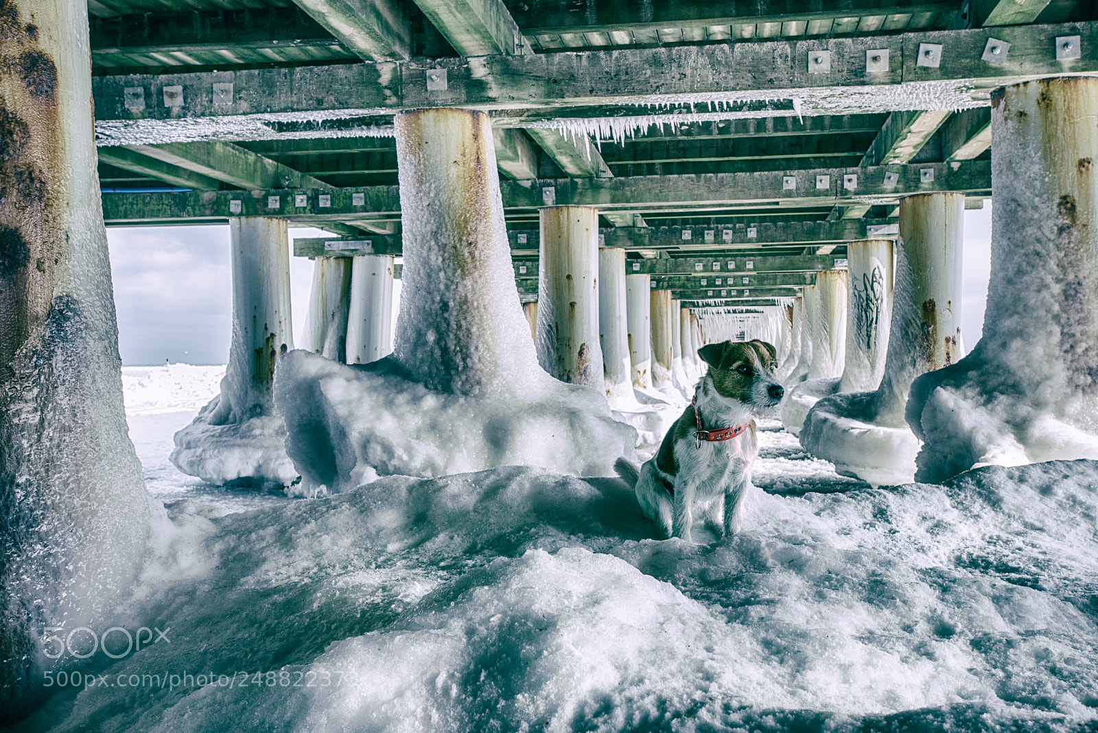 Nikon D800E sample photo. Lost in ice photography