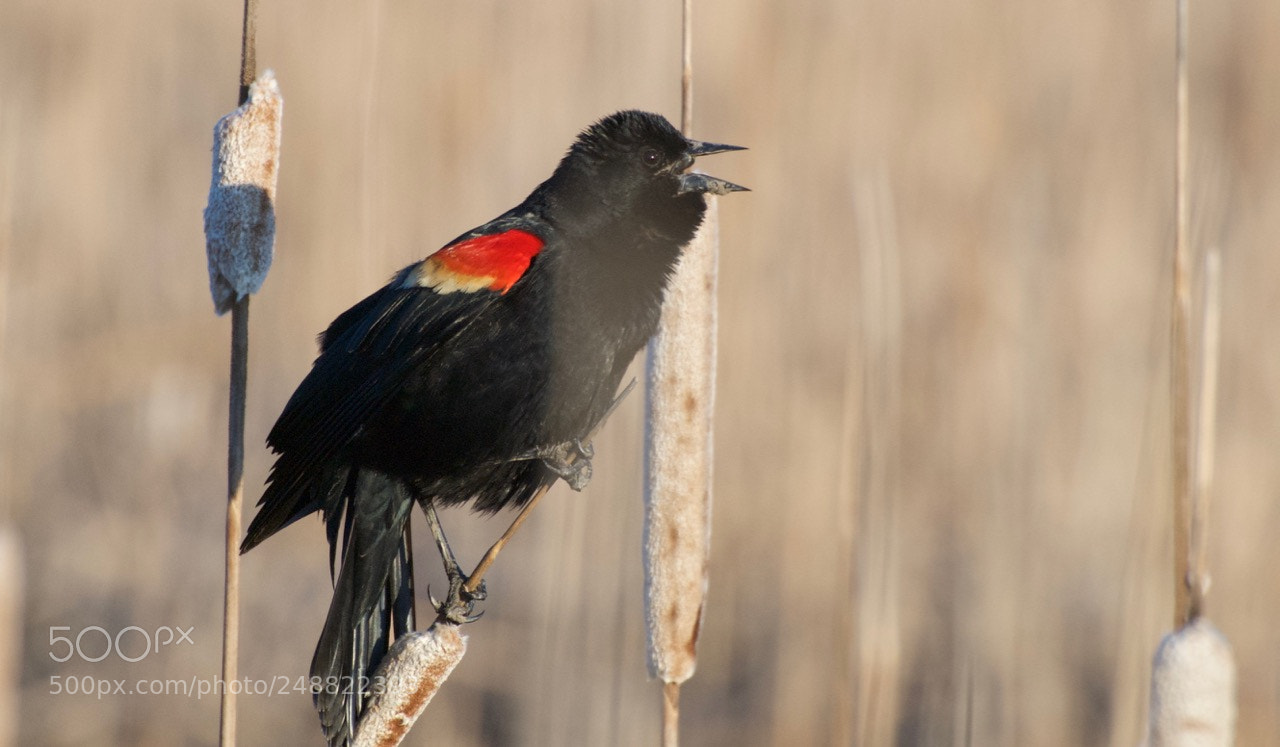 Nikon D80 sample photo. Red-winged blackbird photography