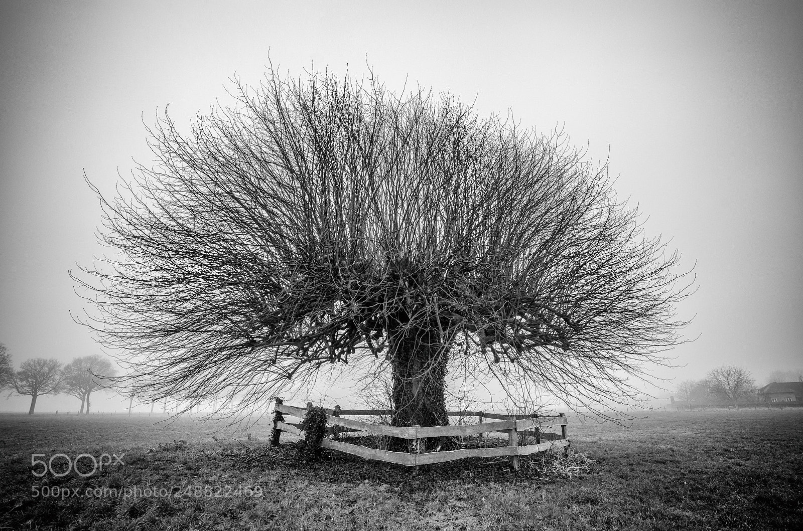 Nikon D7000 sample photo. Misty landscape in salland photography