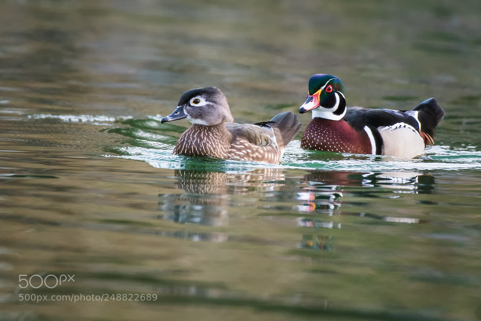 Nikon D500 sample photo. Bridal duck (aix sponsa) photography