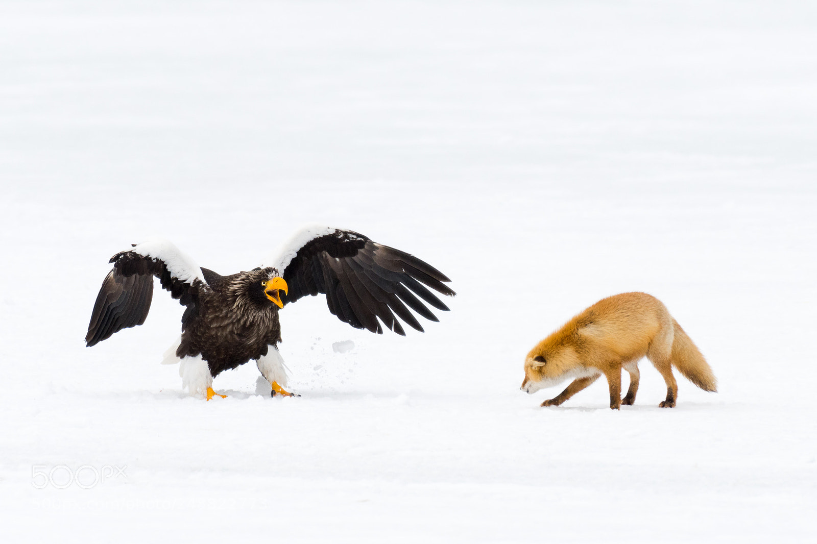 Nikon D500 sample photo. Pissed off eagle photography