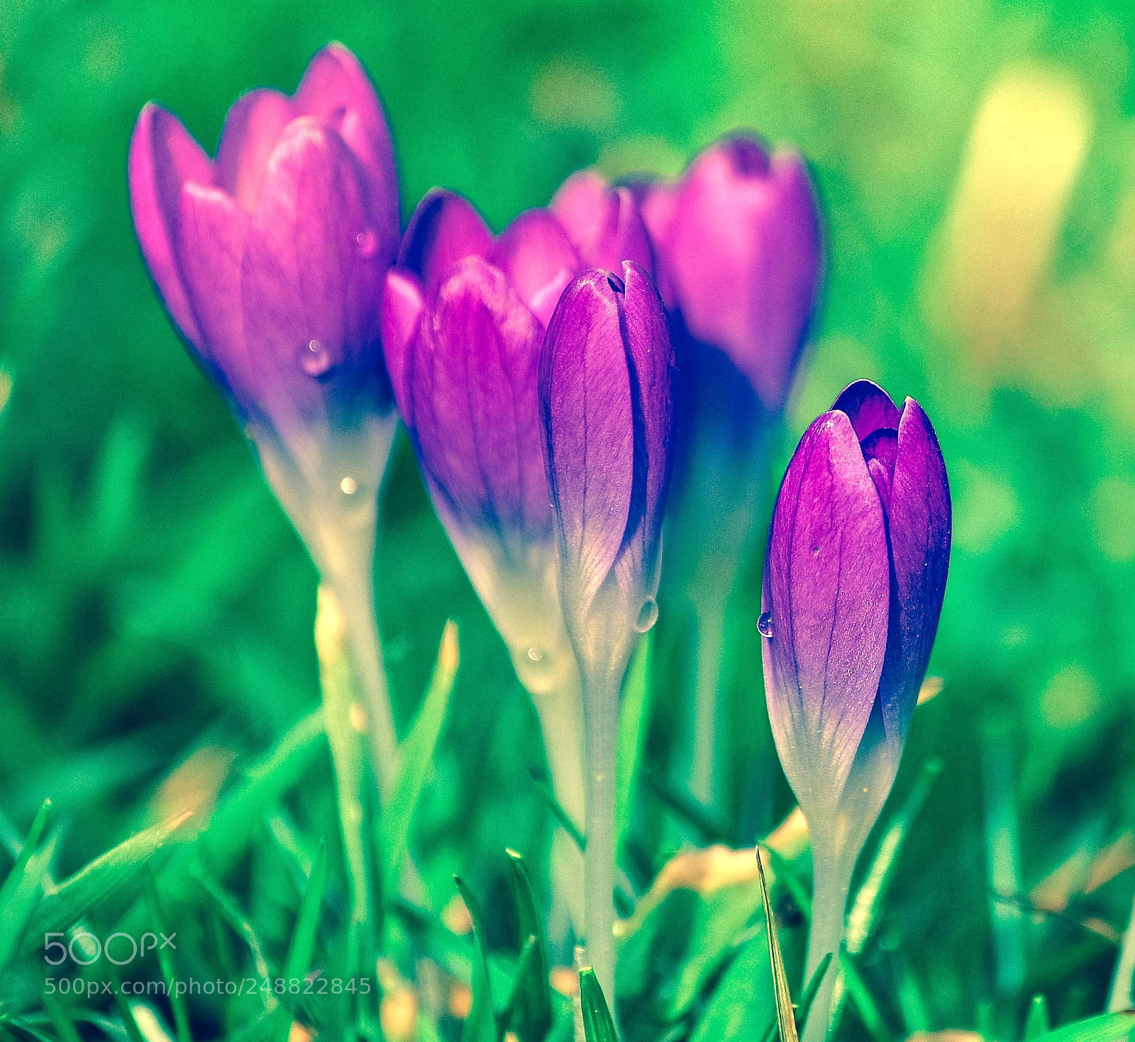 Nikon D90 sample photo. Crocus photography