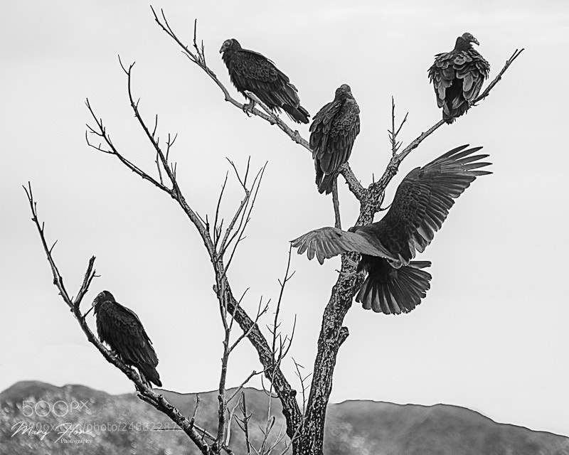 Nikon D500 sample photo. The vultures are circling photography