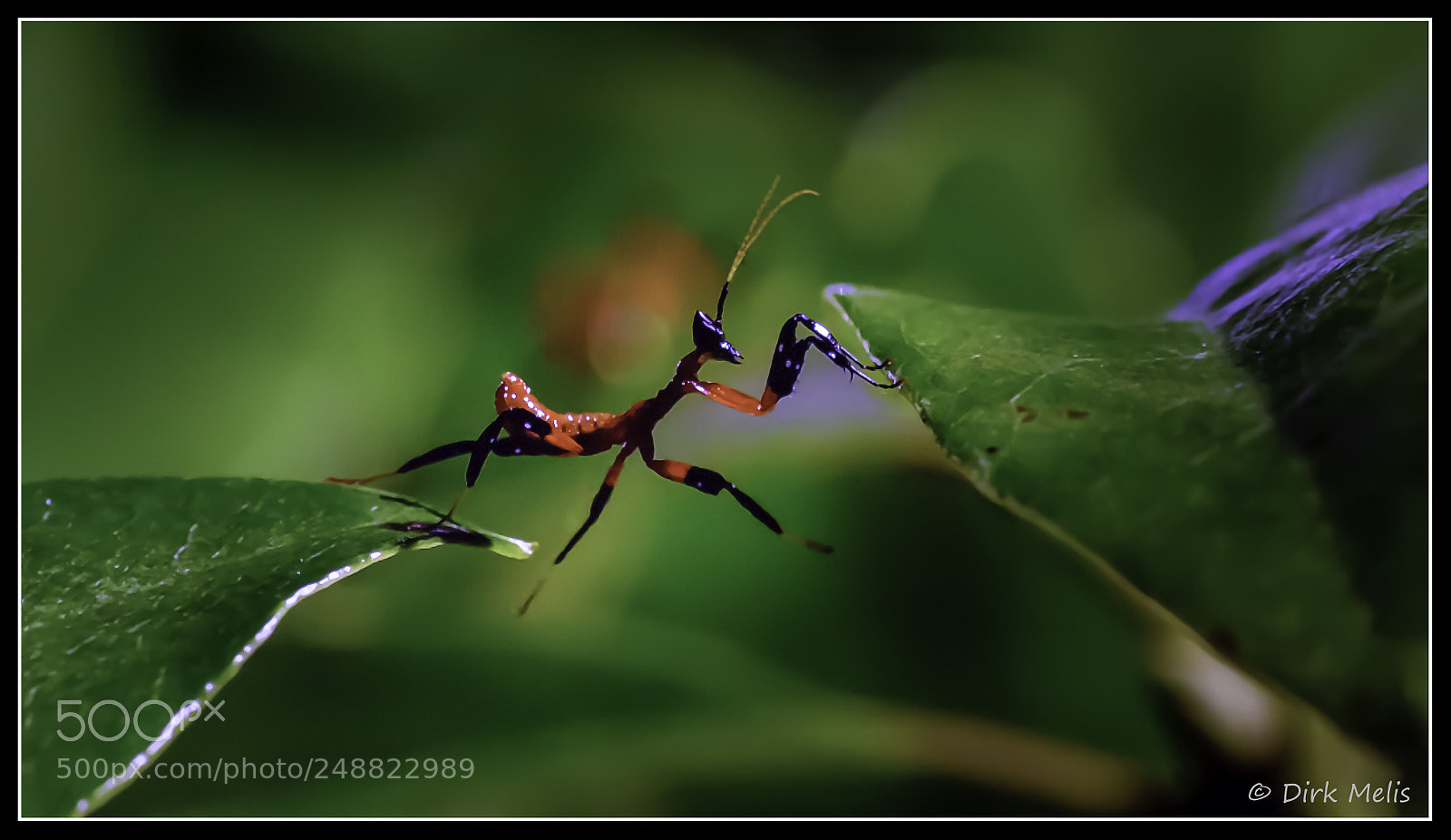 Canon EOS 7D Mark II sample photo. Acrobatics photography