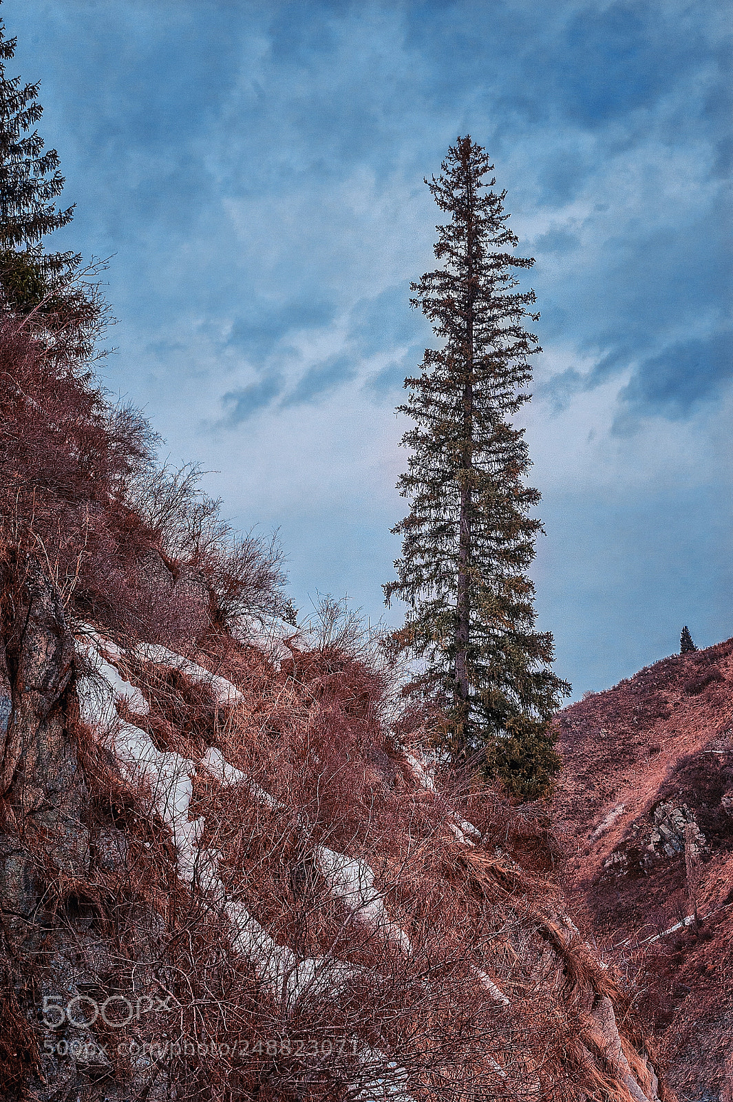 Nikon D700 sample photo. Lonely fir-tree on a photography