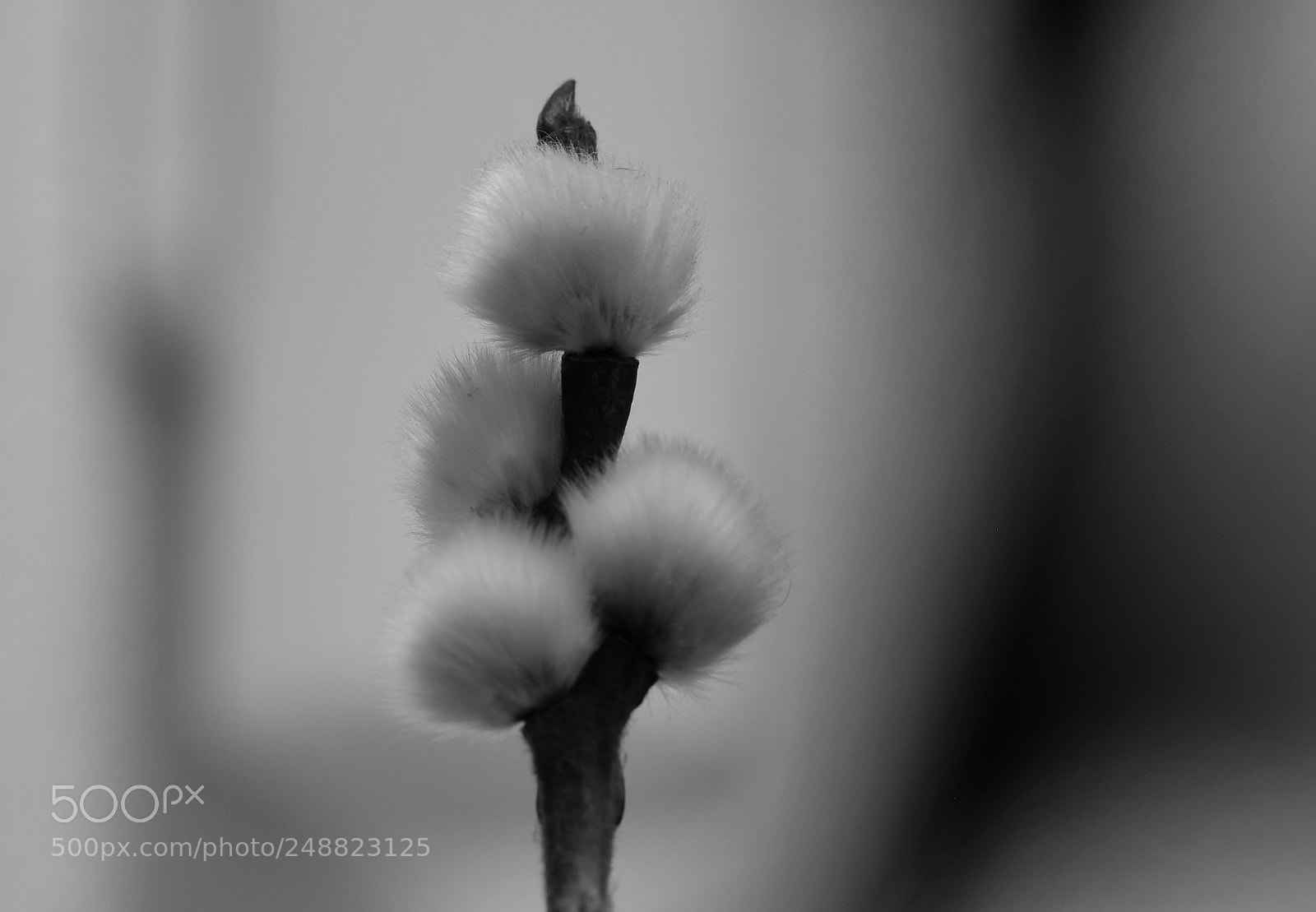 Fujifilm X-T2 sample photo. Willow catkin photography