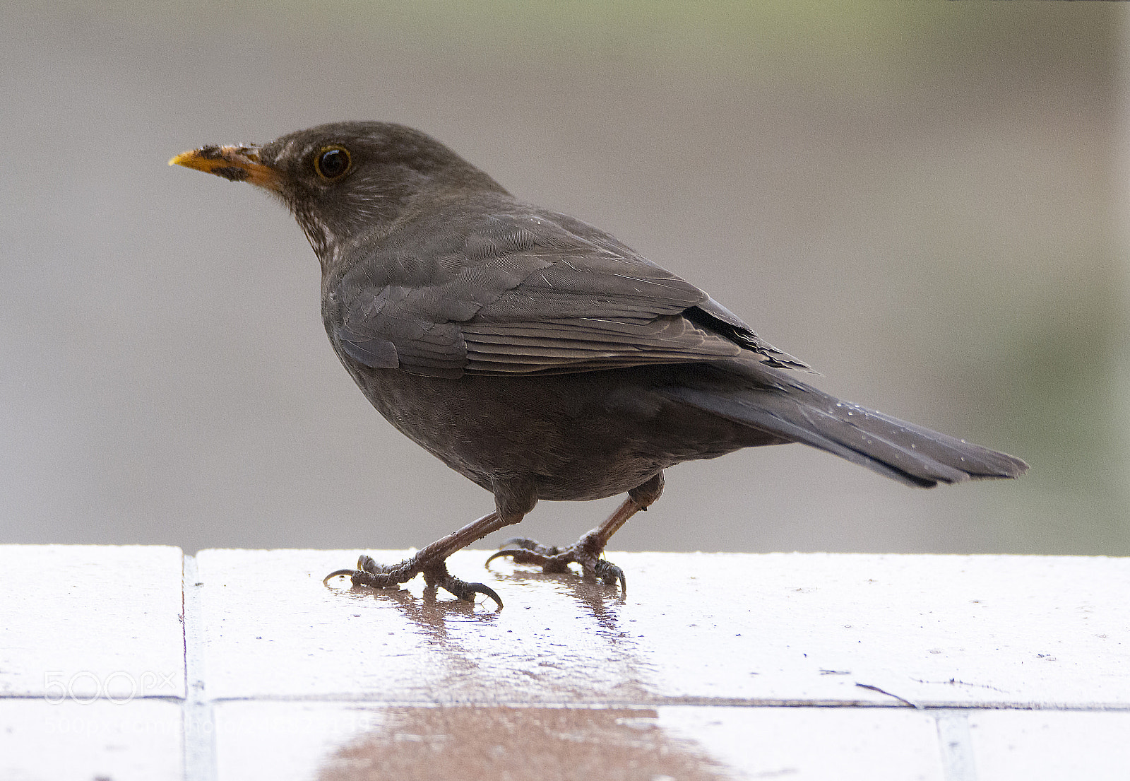 Nikon D7100 sample photo. Thrush photography